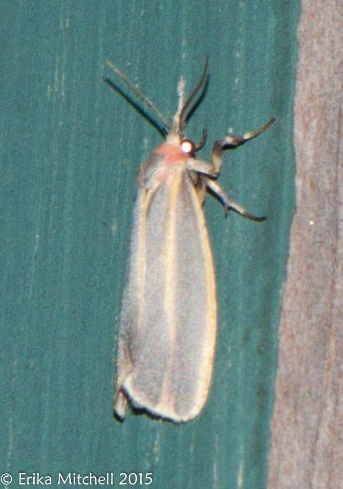 Image of Painted Lichen Moth