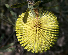 Sivun Banksia rosserae Olde & Marriott kuva