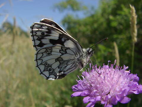 Image of marbled white