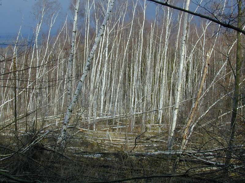 Image of Brown Birch