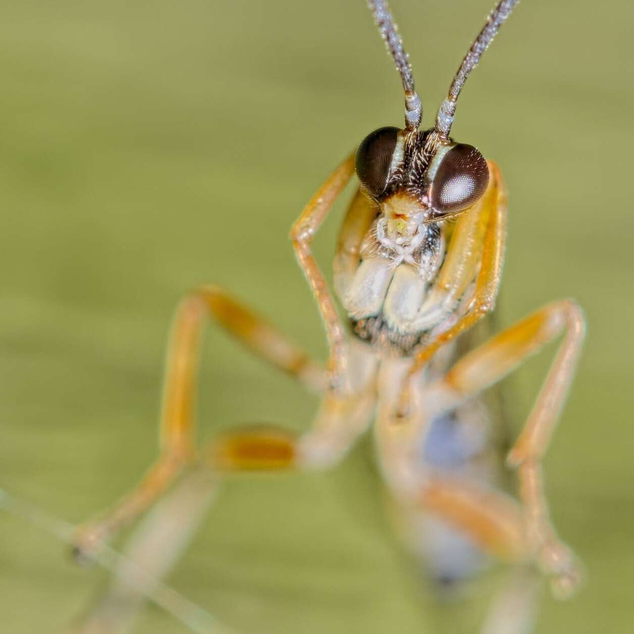 Image of Zatypota albicoxa (Walker 1874)