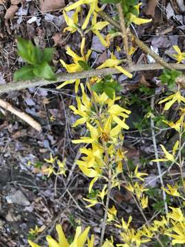 Forsythia suspensa (Thunb.) Vahl resmi