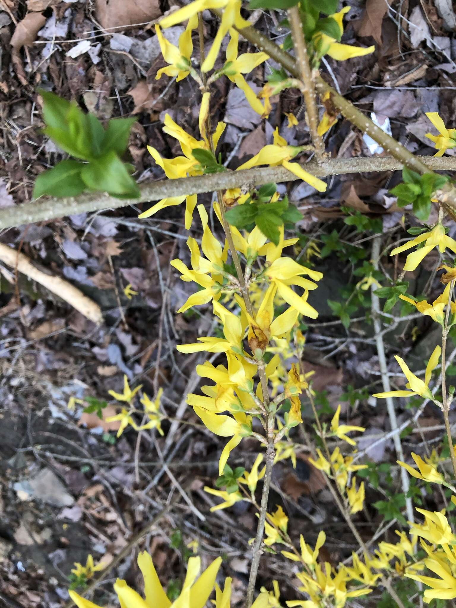 Image of weeping forsythia