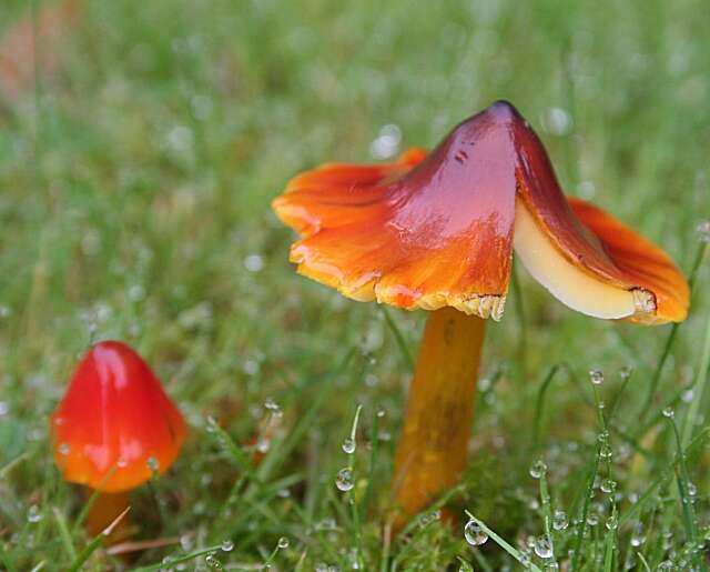 Image of Hygrocybe conica (Schaeff.) P. Kumm. 1871