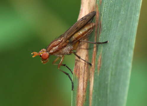 Image of Tetanocera vicina Macquart 1843