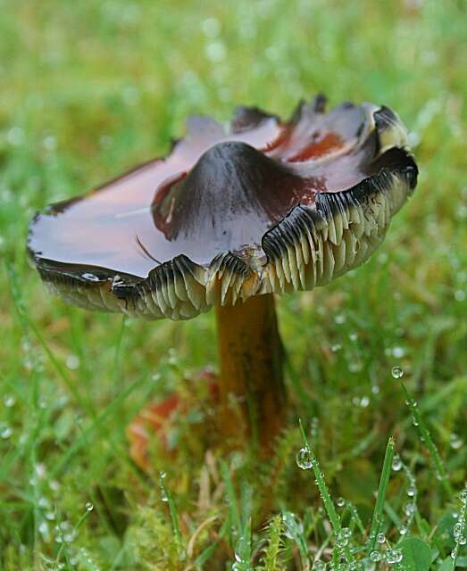 Image of Hygrocybe conica (Schaeff.) P. Kumm. 1871