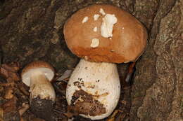 Imagem de Boletus nobilissimus Both & R. Riedel 2000