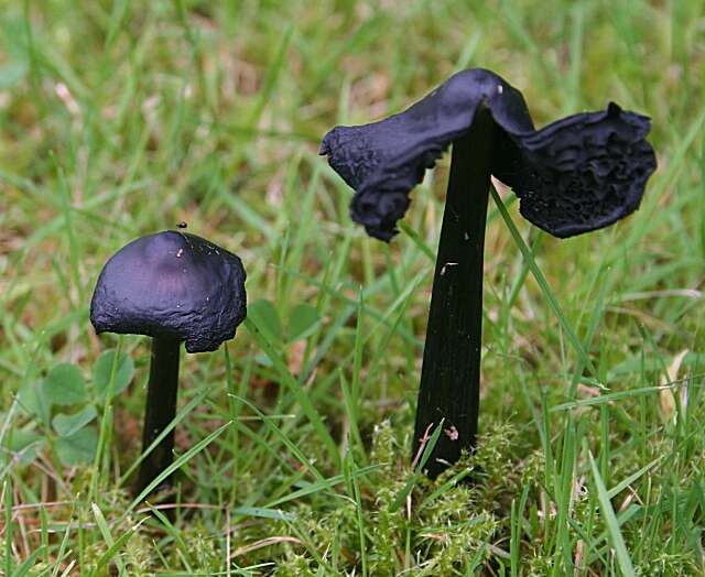 Image of Hygrocybe conica (Schaeff.) P. Kumm. 1871