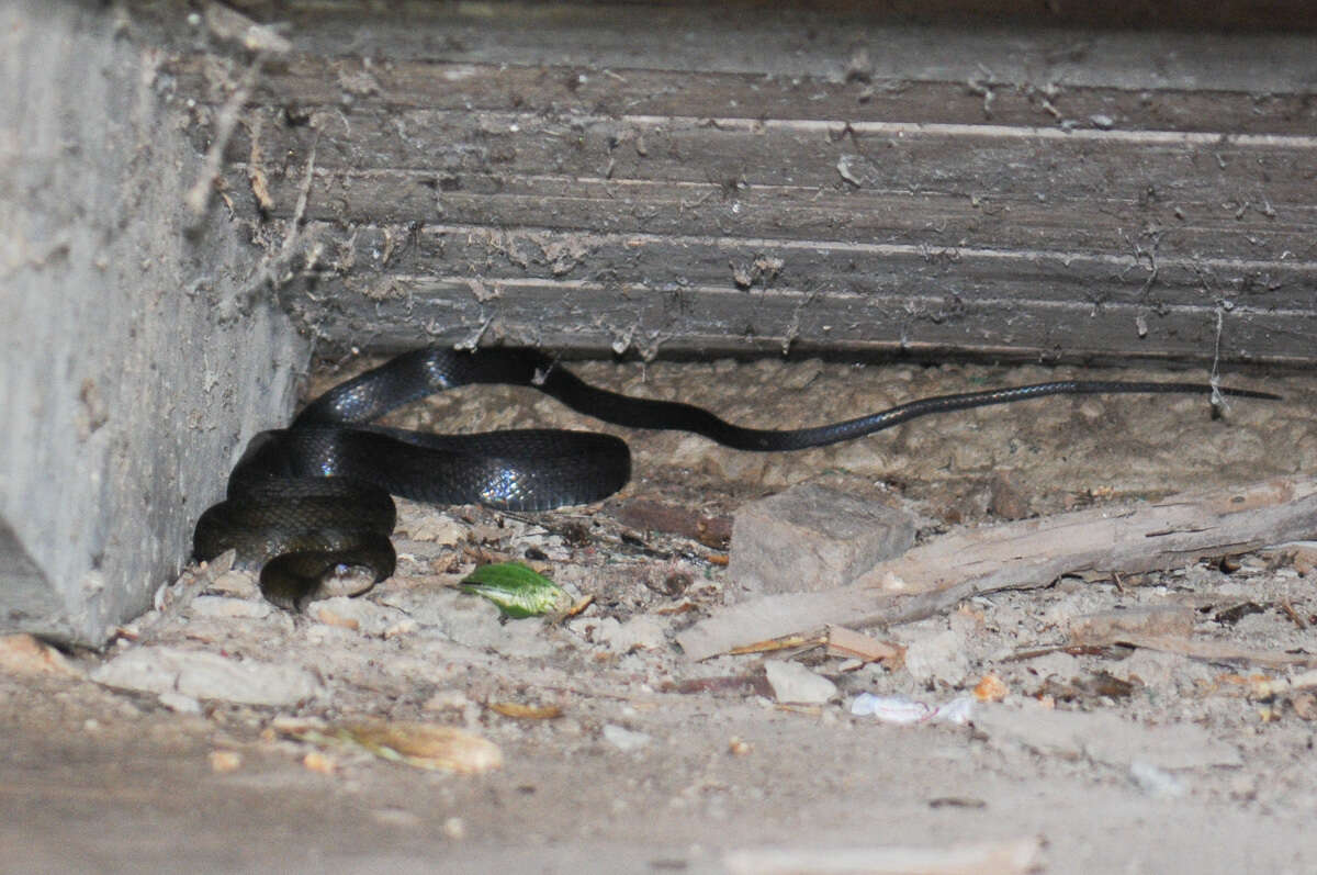 Image of Black Copper Rat Snake