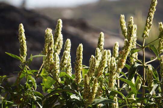 Image of Justicia schimperiana (Hochst. ex Nees) T. Anders.