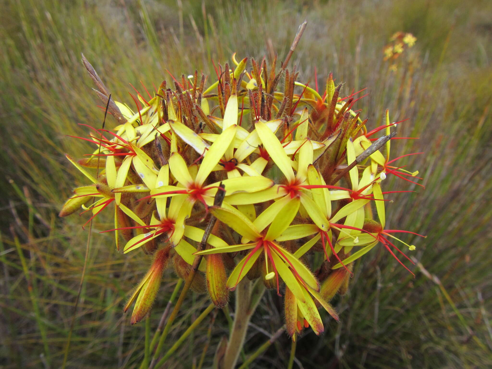 Image of Dilatris viscosa L. fil.