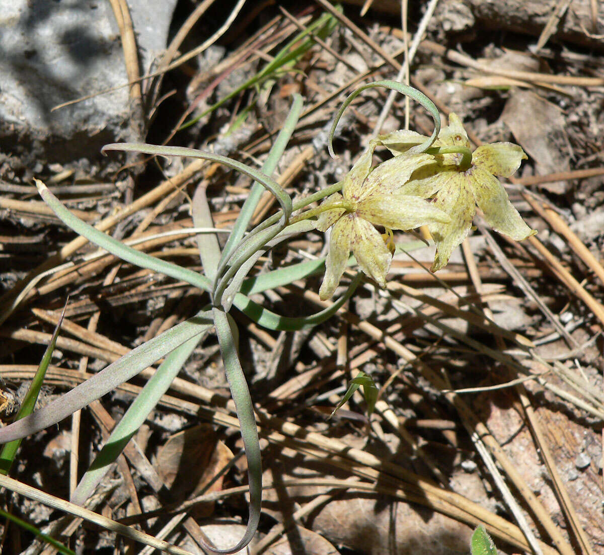 Image of spotted fritillary