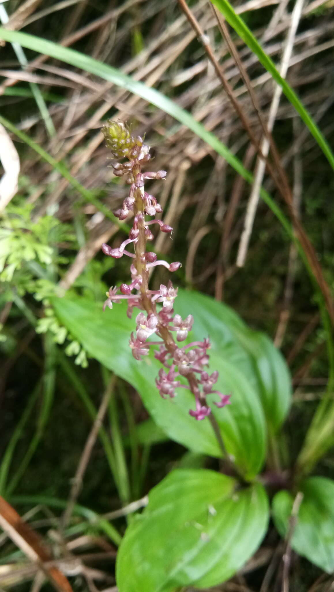 Image of Crepidium kobi (J. J. Sm.) M. A. Clem. & D. L. Jones