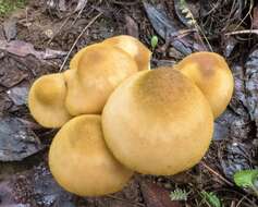 صورة Armillaria luteobubalina Watling & Kile 1978