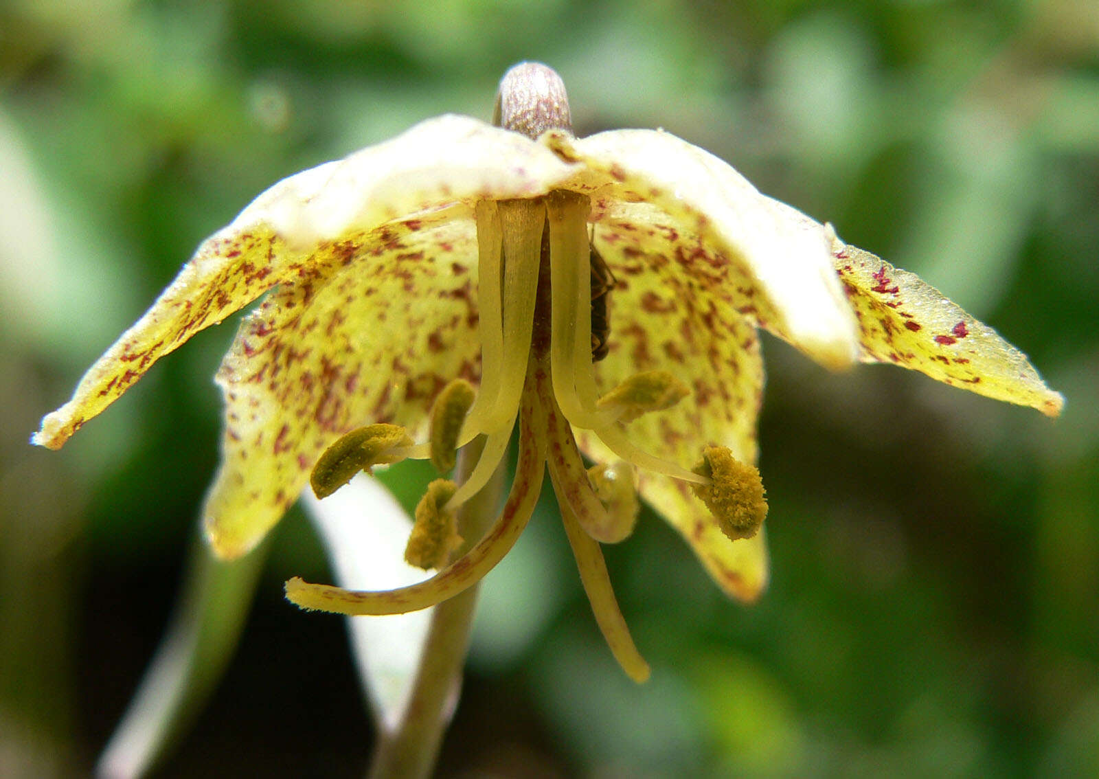 Image of spotted fritillary