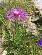 Image of singleflower knapweed