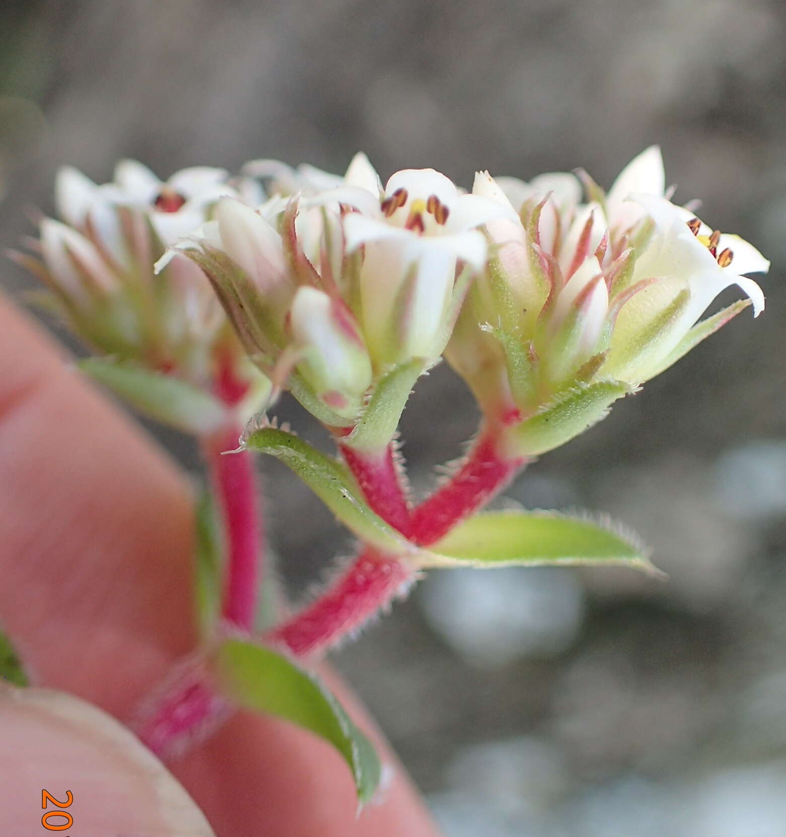 Image of Crassula obovata var. obovata