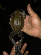 صورة Leptodactylus pentadactylus (Laurenti 1768)