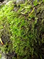 Image of rough-stalked feather-moss