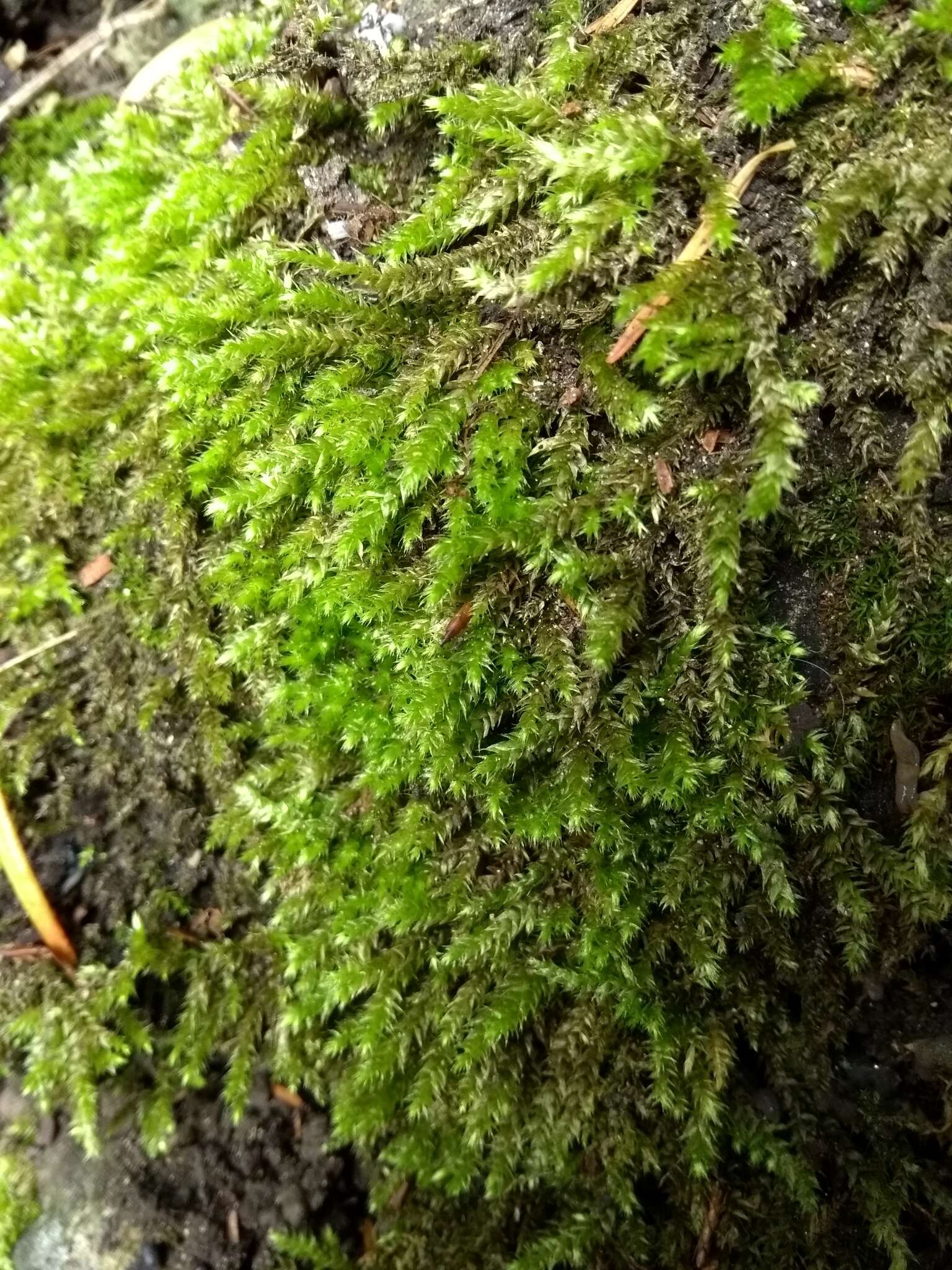 Image of rough-stalked feather-moss