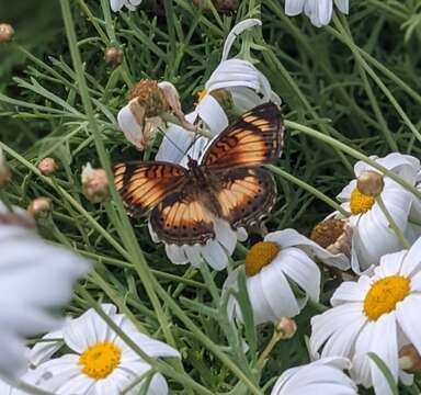 Image of Junonia sophia infracta Butler 1888