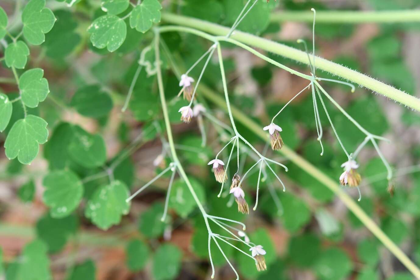 Image of Thalictrum guatemalense C. DC. & Rose ex Rose