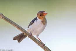 Image of Yellow-billed Cardinal