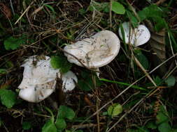 Image of False deathcap