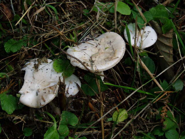 Image of False deathcap