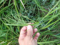 Image of Gattinger's Panic Grass