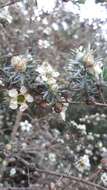 Sivun Leptospermum lanigerum (Ait.) Sm. kuva