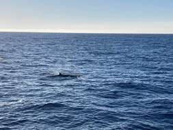 謝氏塔喙鯨的圖片