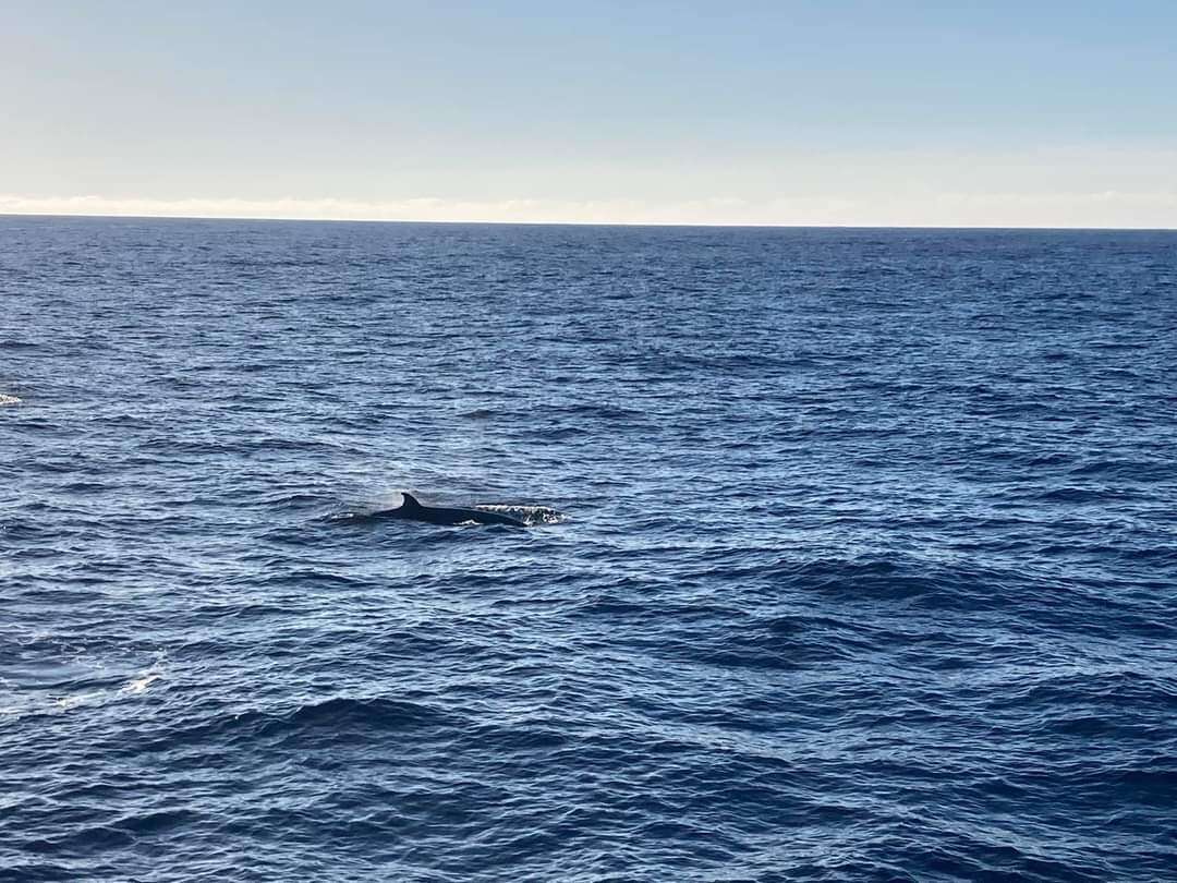 Image of Shepherd's Beaked Whale