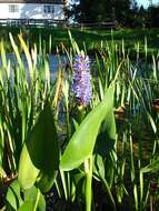 Image of pickerelweed