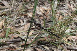 Image of Mountain Tigertail