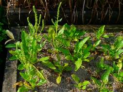 Image of sea beet