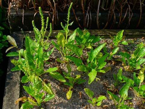 Image of sea beet