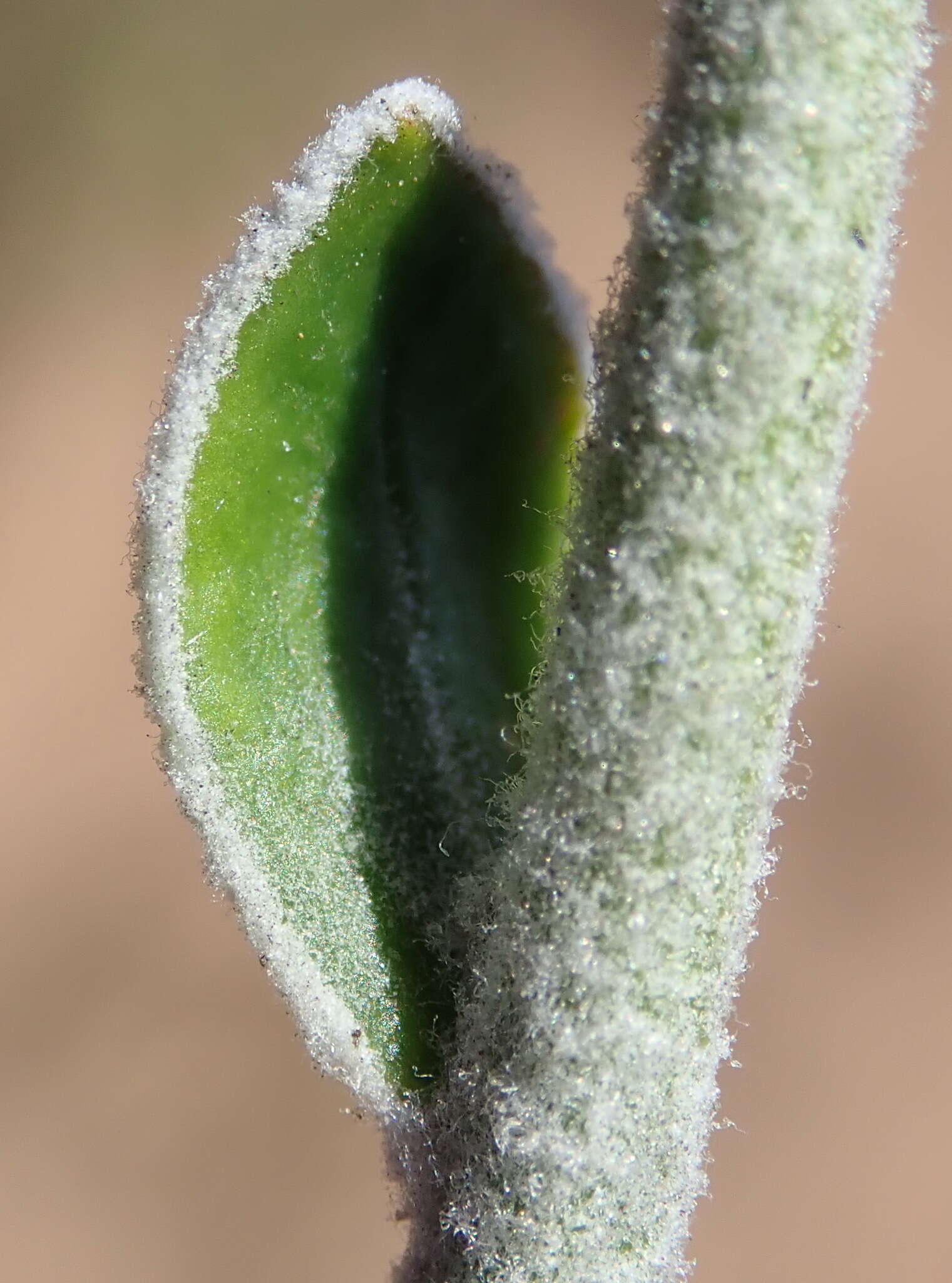 Image of Senecio pauciflosculosus C. Jeffrey