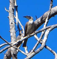 Image of Silver-crowned Friarbird