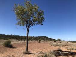 Image of Brachychiton populneus subsp. trilobus G. P. Guymer