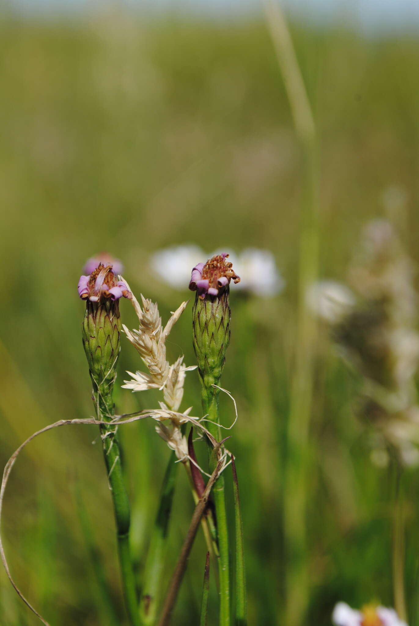 Image of <i>Symphyotrichum <i>tenuifolium</i></i> var. tenuifolium