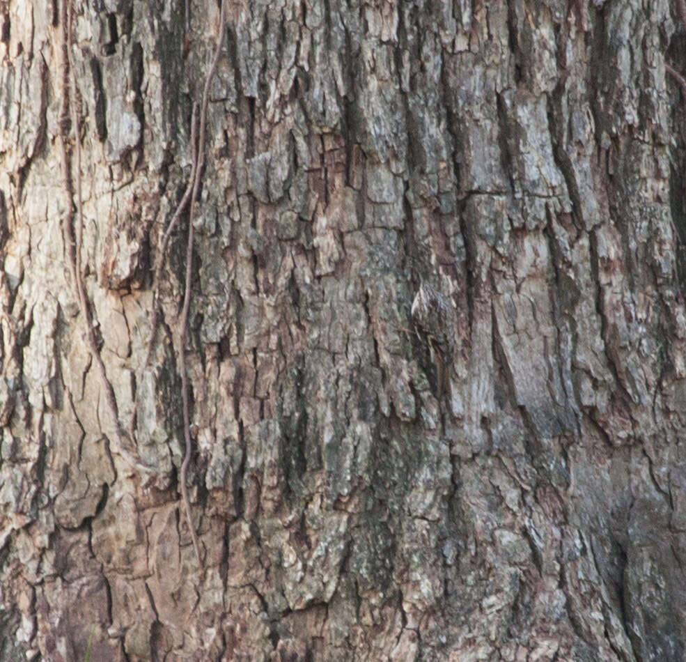 Image of treecreepers
