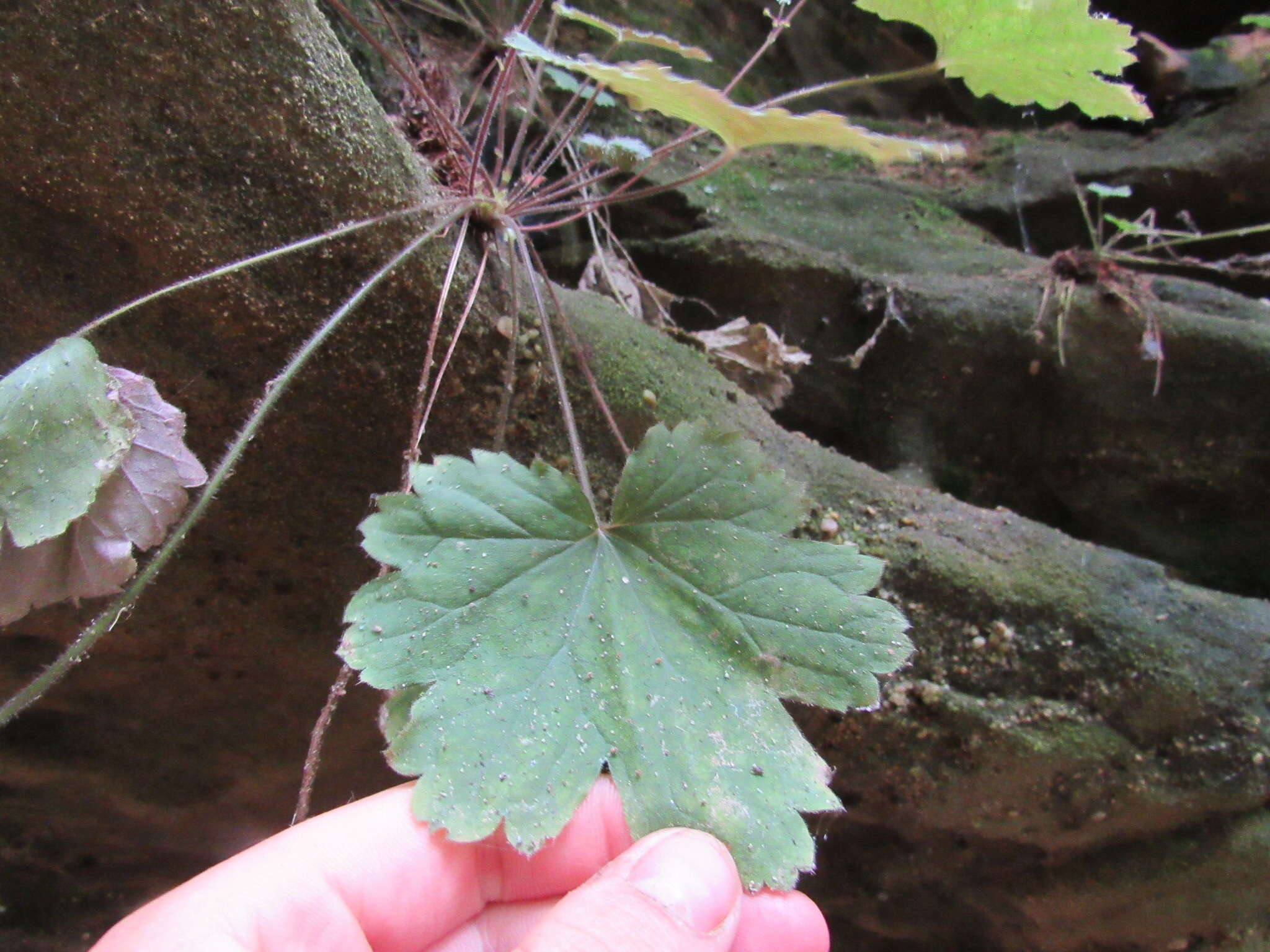 Image of littleleaf alumroot