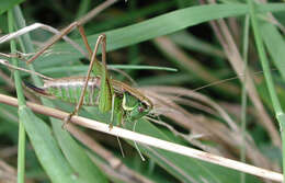 Image of Metrioptera roeselii