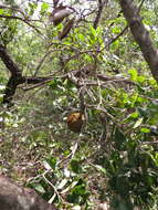 Image of Annona crassiflora Mart.