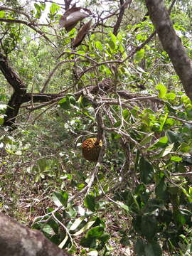 Image of Annona crassiflora Mart.