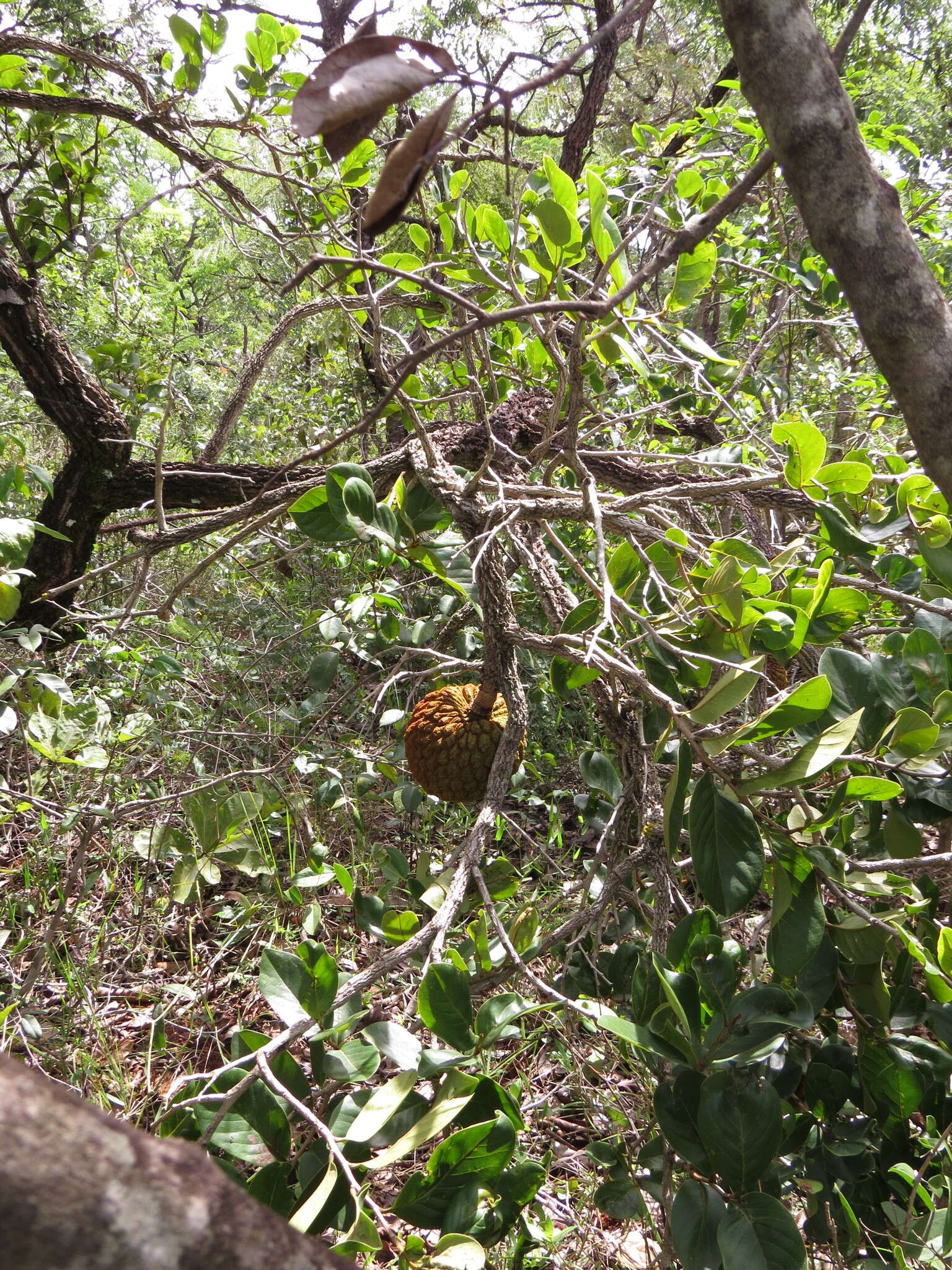 Image of Annona crassiflora Mart.