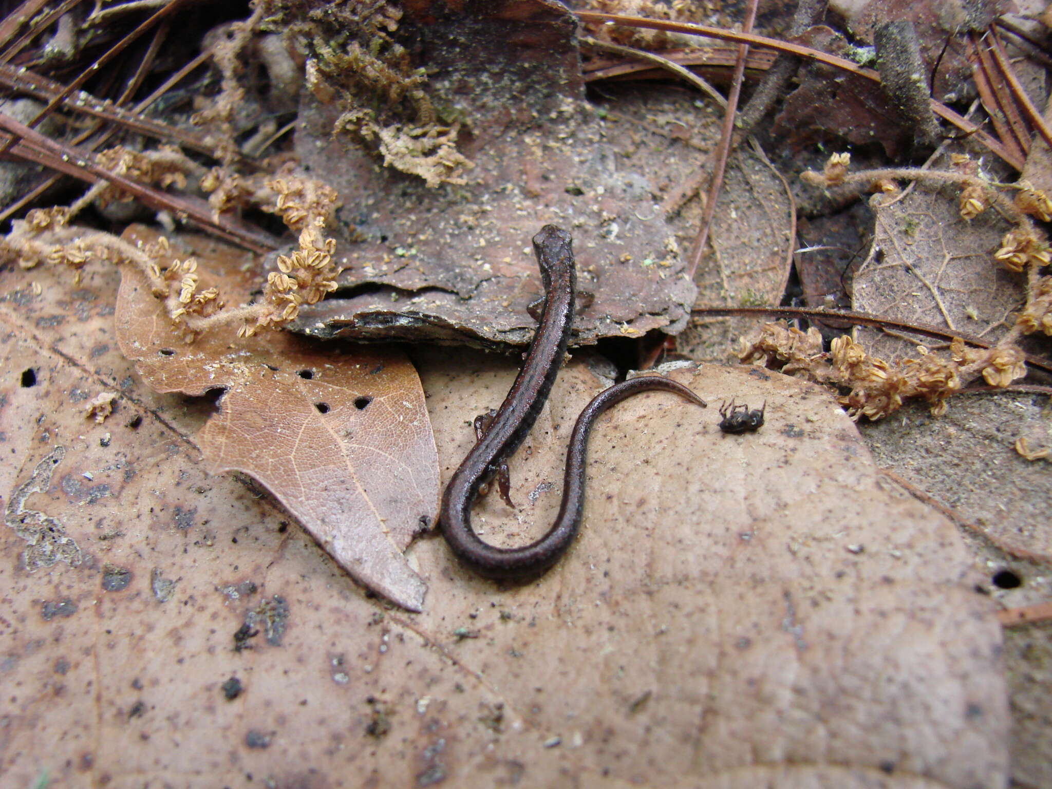 Image of MacDougal's Pygmy Salamander