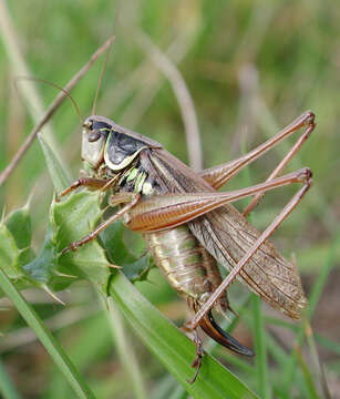 Image of Metrioptera roeselii