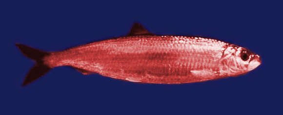 Image of Atlantic Herring